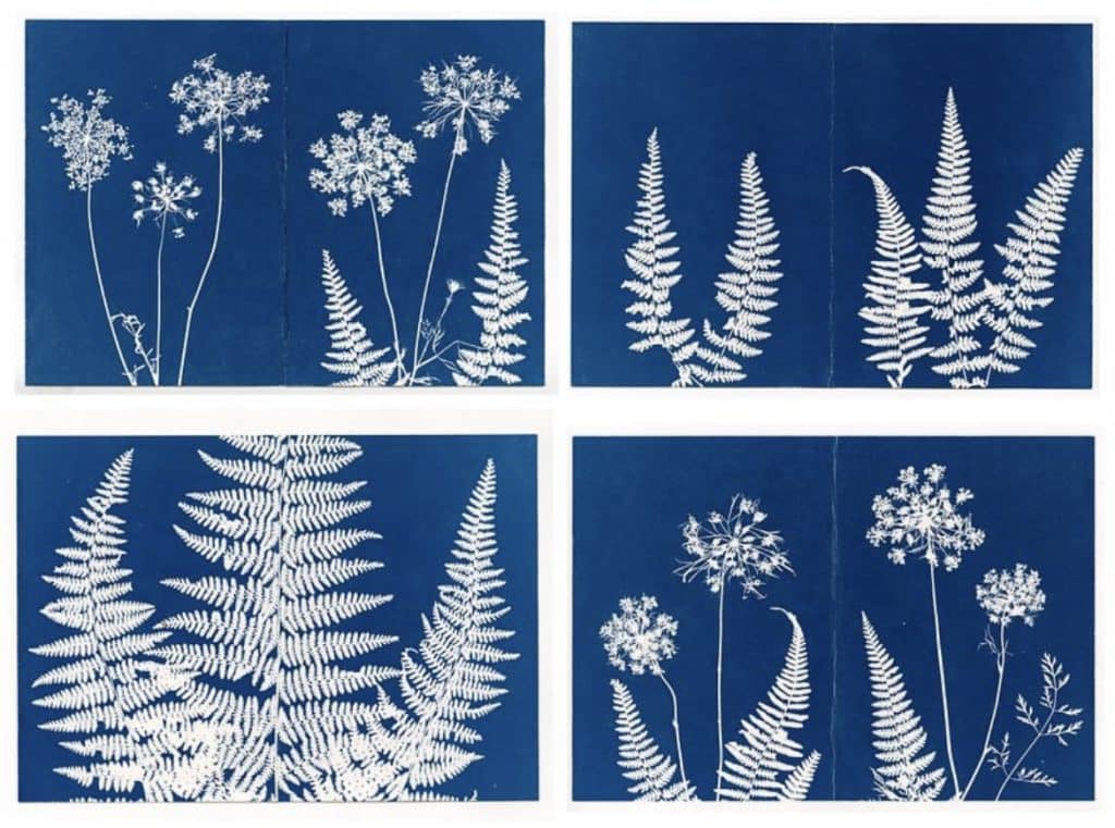 Photo of a blue and white cyanotype featuring botanical prints.