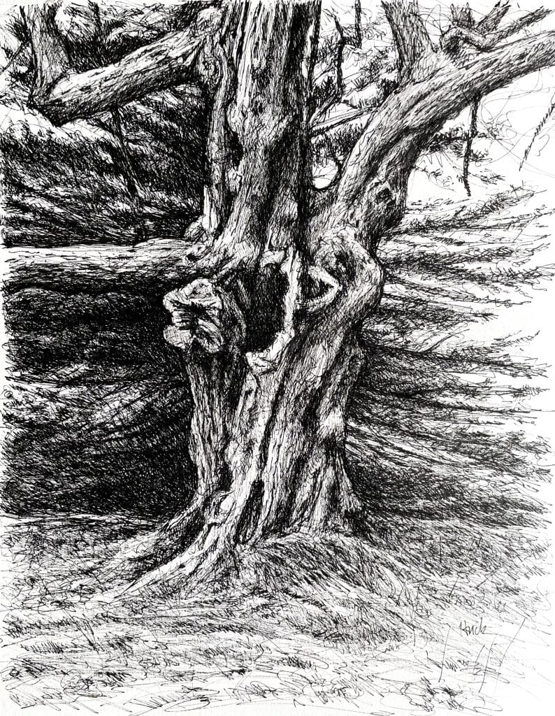 Black and white freehand sketch of Acadia National Park, featuring a tree in the foreground.