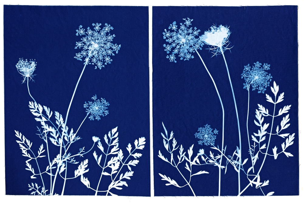 Photo of a blue and white cyanotype featuring botanical prints.