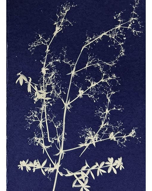 Photo of a blue and white cyanotype featuring botanical prints.