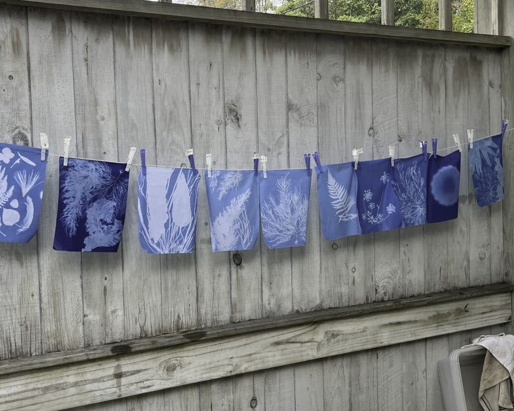 Photo of a row of hanging blue and white cyanotype prints, featuring botanical images.