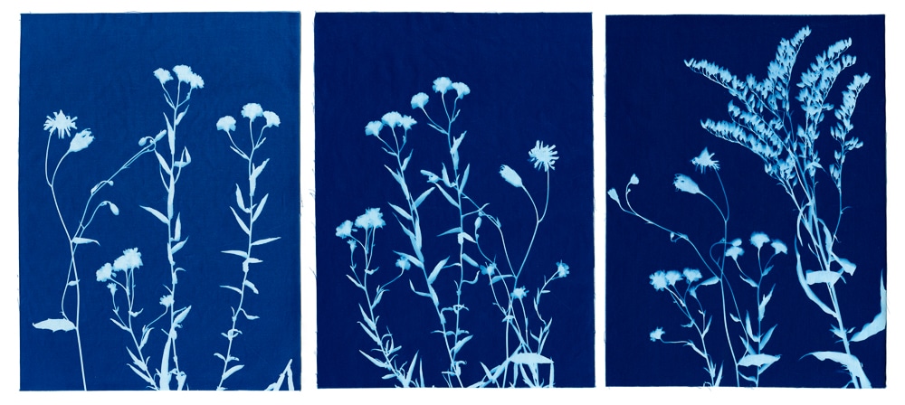 Photo of a blue and white cyanotype featuring botanical prints.